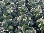 Капуста свежая молодая - фото 1
