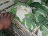Капуста свежая молодая - фото 2