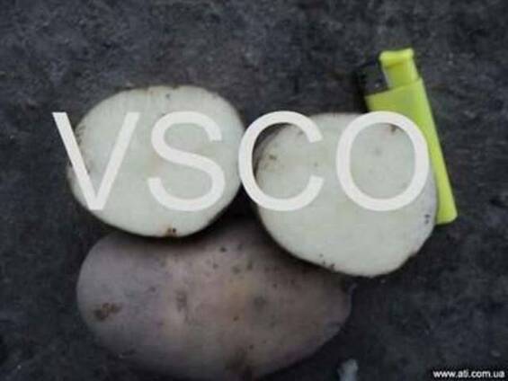 Картофель польский