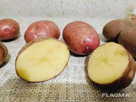 Картопля з Польщі. ОПТ.