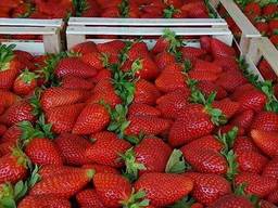 Клубника свежая Македония 2021