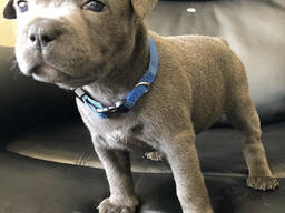 Kochający Maltańczyk