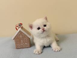 Kocięta brytyjskie krótkowłose