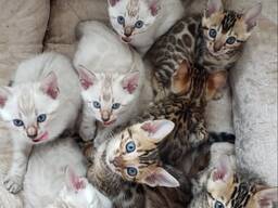 Kocięta rasy bengalskiej – dzika uroda, łagodne serca