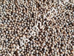 Kolendra ziarnista konsumpcyjna