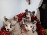 Котята сфинкс - zdjęcie 5