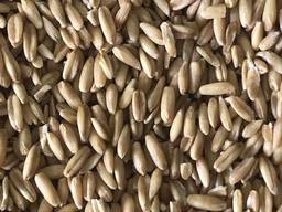 Крупа овсяная и хлопья на FCA Павлодар