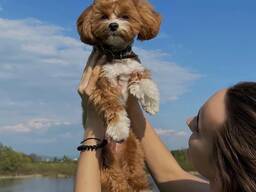 Krycie hybrydy Maltipu F1