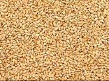 Kupię pszenicę konsumpcyjną - zdjęcie 1