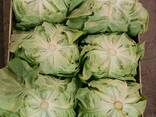 Латук - фото 1