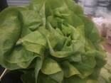 Латук - фото 2
