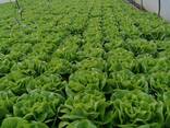 Латук - фото 3
