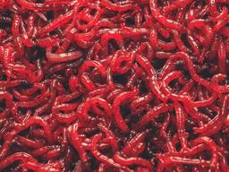 Личинки хирономид(мотыль, bloodworm)