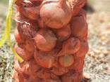 Onions from Uzbekistan - zdjęcie 3