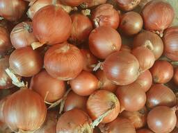 Лук onion