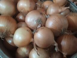 Лук репчатый