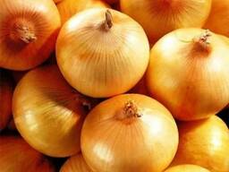 Лук репчатый