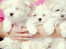 Maltańczyk Teacup potrzebują nowej rodziny. Napisz do mnie: 27848239748