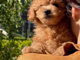 Maltipoo F1