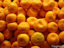 Мандарины любой калибр, упаковка оговаривается