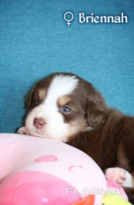 Miniature American Shepherd (MAS) puppy