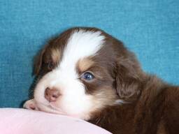 Miniature American Shepherd (MAS) puppy