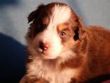 Miniature American Shepherd (MAS) puppy - zdjęcie 4