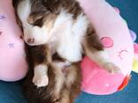Miniature American Shepherd (MAS) puppy - zdjęcie 5