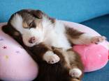Miniature American Shepherd (MAS) puppy - zdjęcie 6