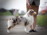 Miniature American Shepherd (MAS) puppy - zdjęcie 8
