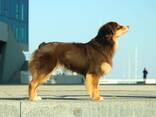Miniature American Shepherd (MAS) puppy - zdjęcie 9