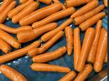Морковь мытая свежая - фото 1