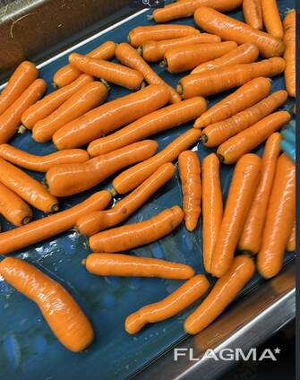 Морковь мытая свежая