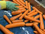 Морковь мытая свежая - фото 2