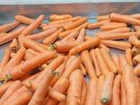 Морковь мытая свежая - фото 3