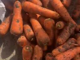 Морковь польская