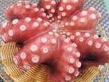 Мороженные рыба и морепродукты в Польшу от производителя из КНР - фото 7