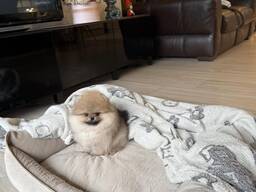 Щенка померанского шпица