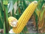 Nasiona kukurydzy DN "Galatea" (FAO 260). Bezpośrednio z ukraińskiej fabryki