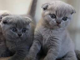 Nasze kocięta rasy Scottish Fold są bardzo słodkie i dobrze zsocjalizowane. Przeszły badan