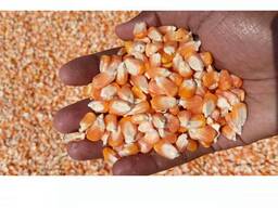 Non gmo yellow corn, yellow maize for sale, organic yellow corn supplier