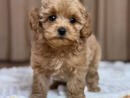 Очаровательные 3-месячные щенки мальтипу