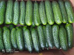 Огурец свежий в ассортименте