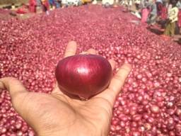 Onions