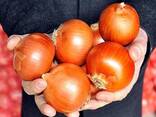 Onions - zdjęcie 2