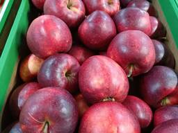 Оптовая продажа высококачественных яблок из Польши