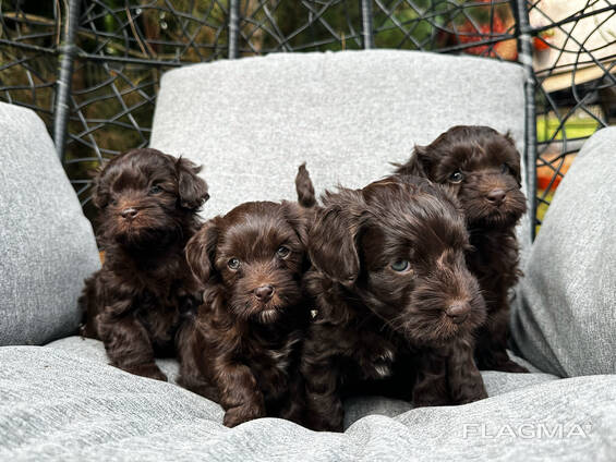 Rezerwacje szczeniąt Maltipoo są już otwarte!