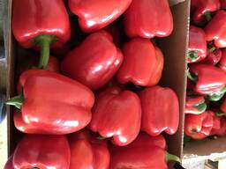 Перец красный, зеленый, желтый (пр-во Польша)