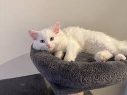 Piękne kocięta rasy Ragdoll szukają kochających domów!