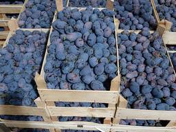 Plums from Moldova